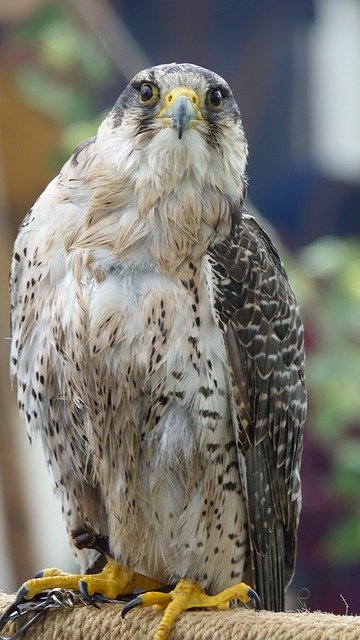 Free download Falcon Bird Of Prey -  free photo or picture to be edited with GIMP online image editor