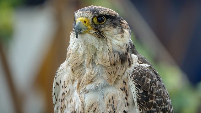 Free download Falcon Bird Portrait Animal -  free photo or picture to be edited with GIMP online image editor