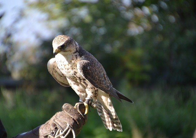 Free download Falcon Raptor Bird Of Prey -  free photo or picture to be edited with GIMP online image editor