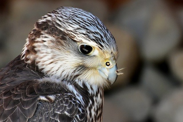 Free download falcon wing birds of prey animal free picture to be edited with GIMP free online image editor