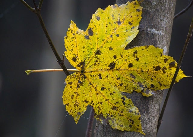 Free download fall autumn leaf autumn leaves free picture to be edited with GIMP free online image editor