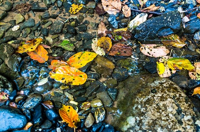 Безкоштовно завантажте Fallen Leaves Creek Fall - безкоштовне фото або зображення для редагування за допомогою онлайн-редактора зображень GIMP