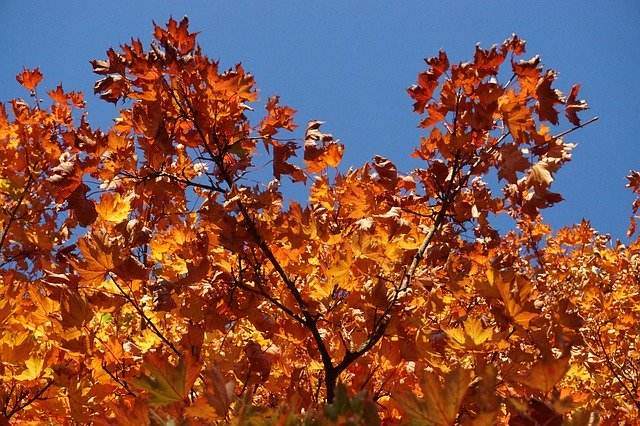 Free download Fall Foliage Maple Colorful -  free photo or picture to be edited with GIMP online image editor