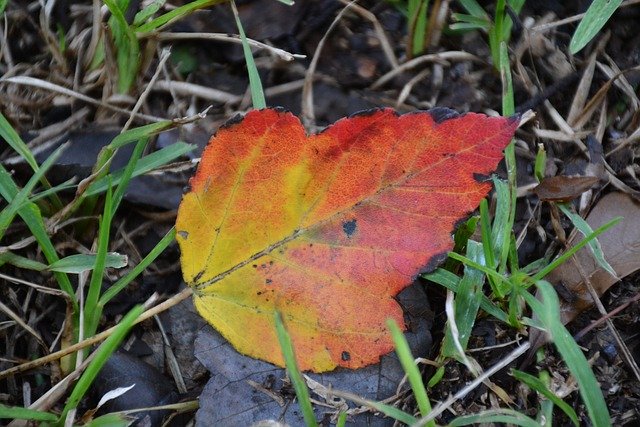 Free download Fall Leaf Autumn Maple -  free photo or picture to be edited with GIMP online image editor