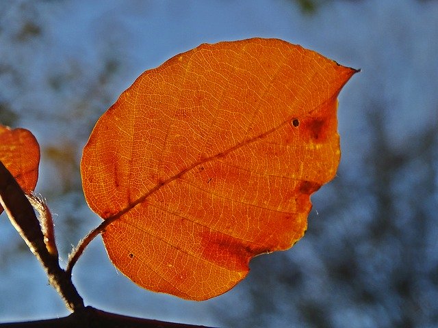 Free download Fall Leaf Beech -  free photo or picture to be edited with GIMP online image editor