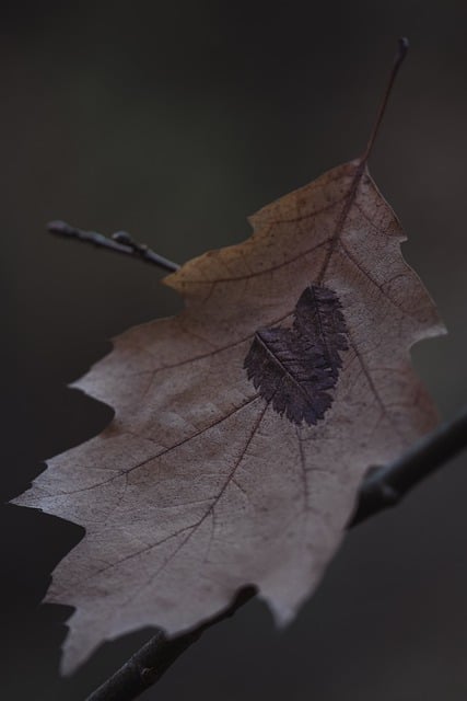 Free download fall leaves autumn dried leaves free picture to be edited with GIMP free online image editor