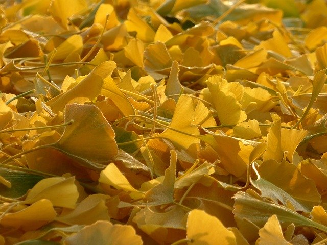 Free download Fall Leaves Ginkgo -  free photo or picture to be edited with GIMP online image editor