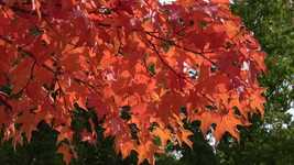 Free download Fall Nature Foliage -  free video to be edited with OpenShot online video editor