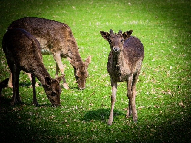 Free download Fallow Deer Animal Wild -  free photo or picture to be edited with GIMP online image editor