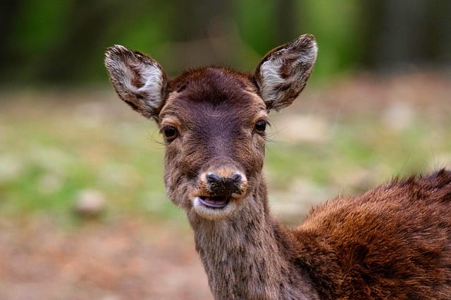 Free download fallow deer deer mammal animal free picture to be edited with GIMP free online image editor