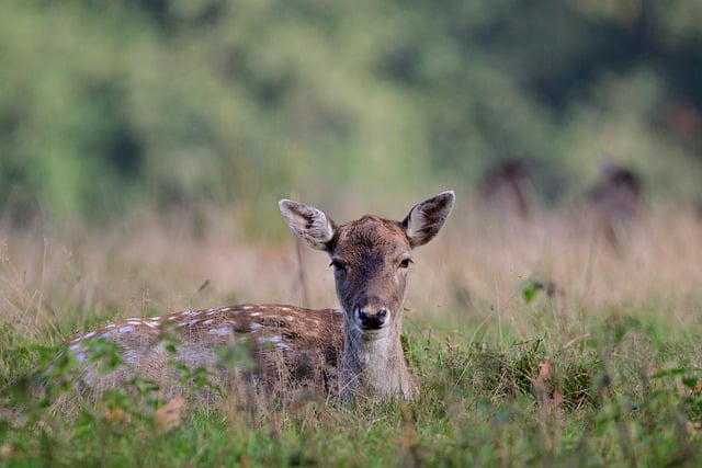 Free download fallow deer fawn forest nature free picture to be edited with GIMP free online image editor