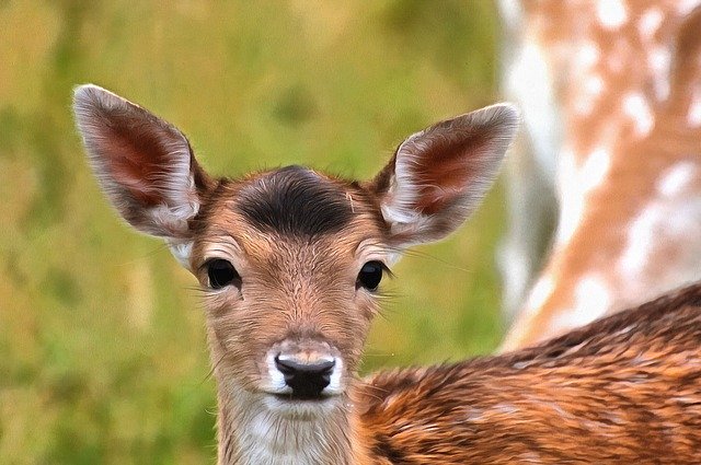 Free download Fallow Deer Game Natural -  free illustration to be edited with GIMP free online image editor