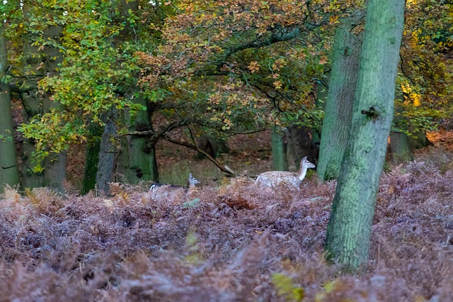 Free download fallow deer in woods fallow deer free picture to be edited with GIMP free online image editor