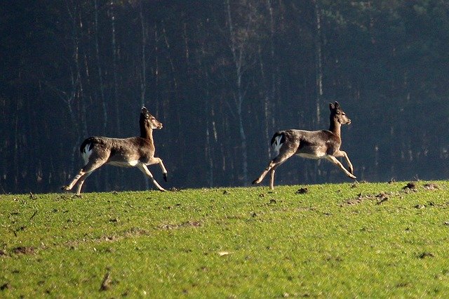 Free download Fallow Deer Jump Arable Forest -  free photo or picture to be edited with GIMP online image editor