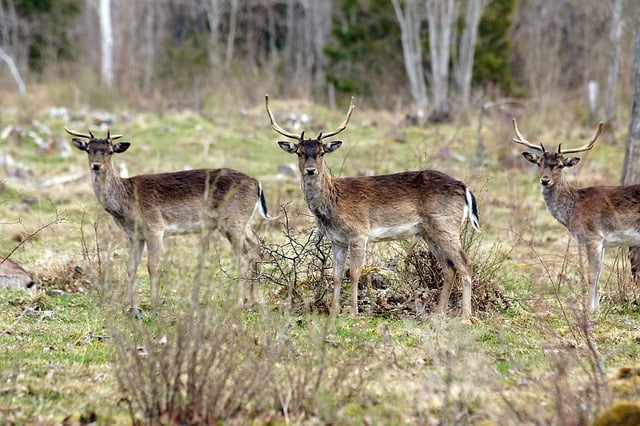 Free download fallow deers animals wildlife deers free picture to be edited with GIMP free online image editor