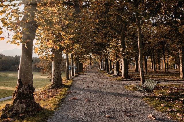 Free download fall path avenue autumn color free picture to be edited with GIMP free online image editor