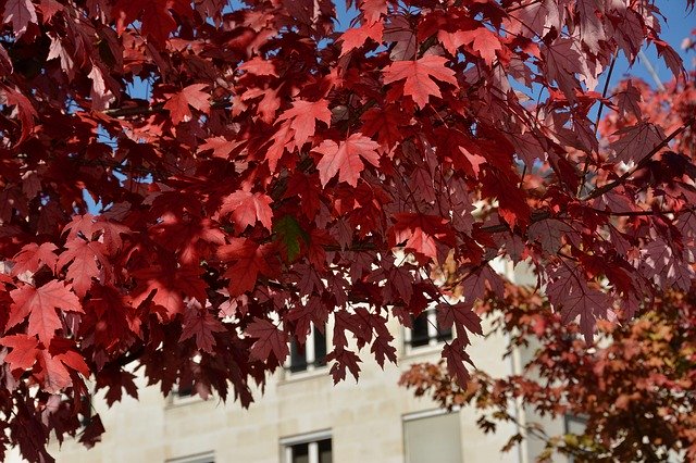 Free download Fall Red Leaves Autumn Blue -  free photo or picture to be edited with GIMP online image editor