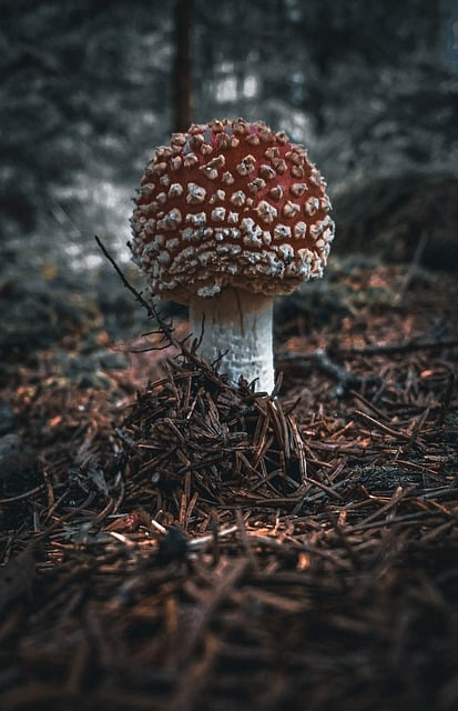 Free download fall toadstool mushroom forest free picture to be edited with GIMP free online image editor