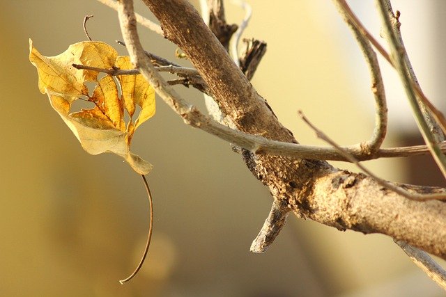 Free download fall tree leaf autumn leaves free picture to be edited with GIMP free online image editor