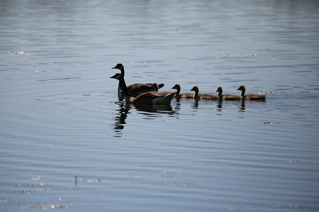 Free download family goose ge geese nature free picture to be edited with GIMP free online image editor