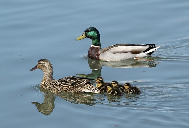 Free download Family Mallard Ducklings -  free photo or picture to be edited with GIMP online image editor