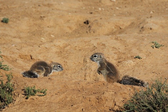 Безкоштовно завантажте Fan Tail Meerkat – безкоштовну фотографію чи зображення для редагування за допомогою онлайн-редактора зображень GIMP