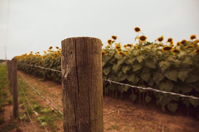 Free download Farm Barbed Wire Sunflowers -  free photo or picture to be edited with GIMP online image editor