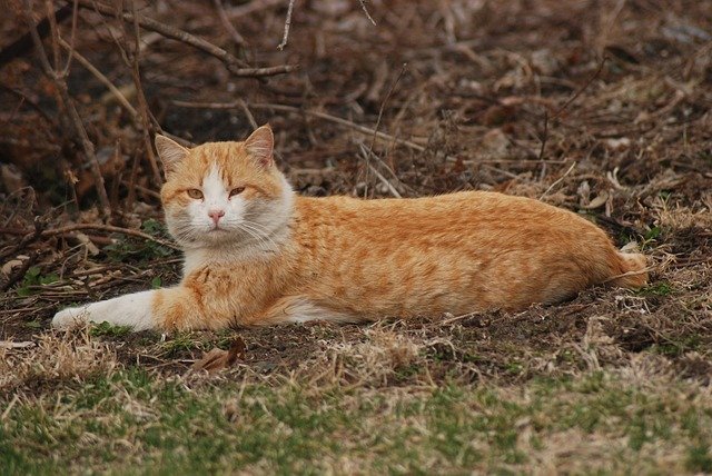 Безкоштовно завантажте безкоштовний фотошаблон Farm Cat Yellow для редагування онлайн-редактором зображень GIMP