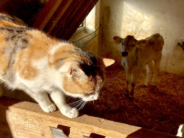 ດາວ​ໂຫຼດ​ຟຣີ Farm Country Life Love - ຮູບ​ພາບ​ຟຣີ​ຫຼື​ຮູບ​ພາບ​ທີ່​ຈະ​ໄດ້​ຮັບ​ການ​ແກ້​ໄຂ​ກັບ GIMP ອອນ​ໄລ​ນ​໌​ບັນ​ນາ​ທິ​ການ​ຮູບ​ພາບ​