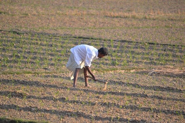 Free download Farmer Bangladesh Plant -  free photo or picture to be edited with GIMP online image editor