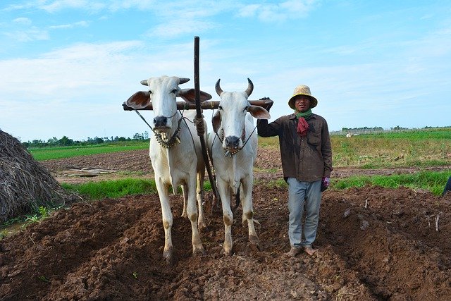 Free download Farmer Cow Worker -  free photo or picture to be edited with GIMP online image editor