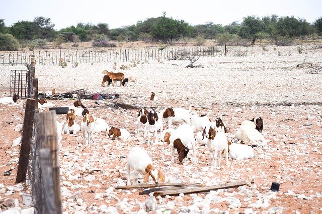 Free download Farming Goats Animal -  free photo or picture to be edited with GIMP online image editor