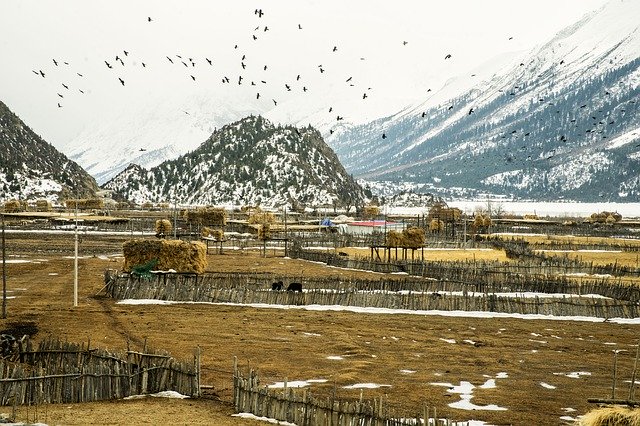 تنزيل Farm Residual Snow Crow مجانًا - صورة أو صورة مجانية ليتم تحريرها باستخدام محرر الصور عبر الإنترنت GIMP