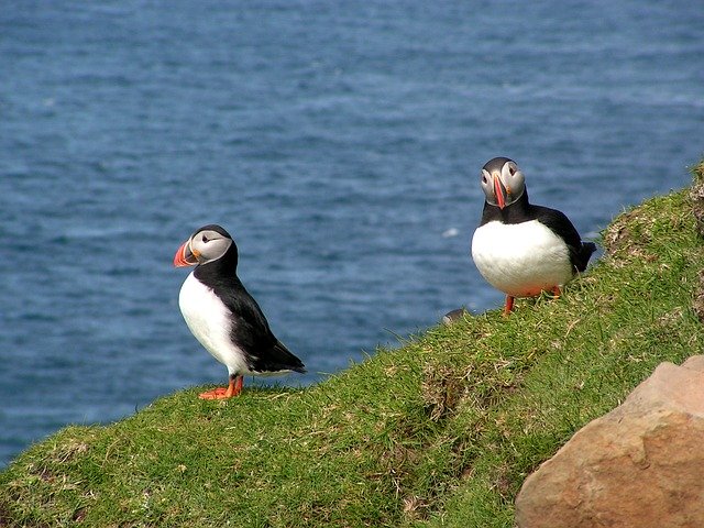 Free download Faroe Islands Puffin Bird -  free photo or picture to be edited with GIMP online image editor