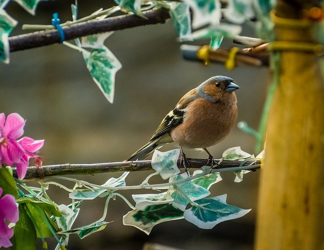 Free download Fauna Bird Chaffinch -  free photo or picture to be edited with GIMP online image editor