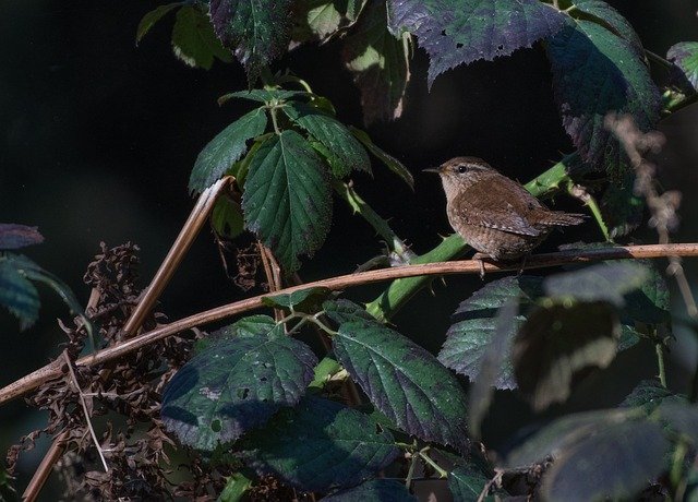 Descarga gratuita Fauna Bird Wren: foto o imagen gratuita para editar con el editor de imágenes en línea GIMP