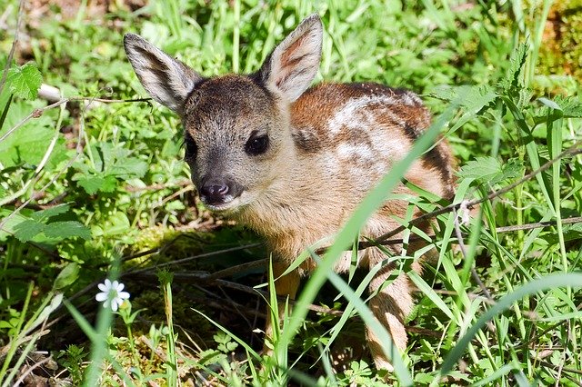 Free download Fawn Roe Deer Young -  free photo or picture to be edited with GIMP online image editor