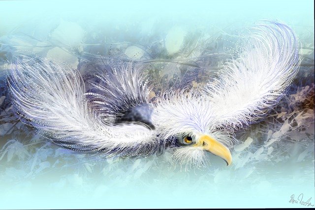 Free download Feather Bird Animal -  free illustration to be edited with GIMP free online image editor