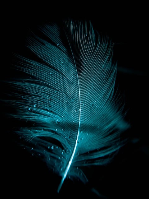 Free download feather bird marco dark drop blue free picture to be edited with GIMP free online image editor