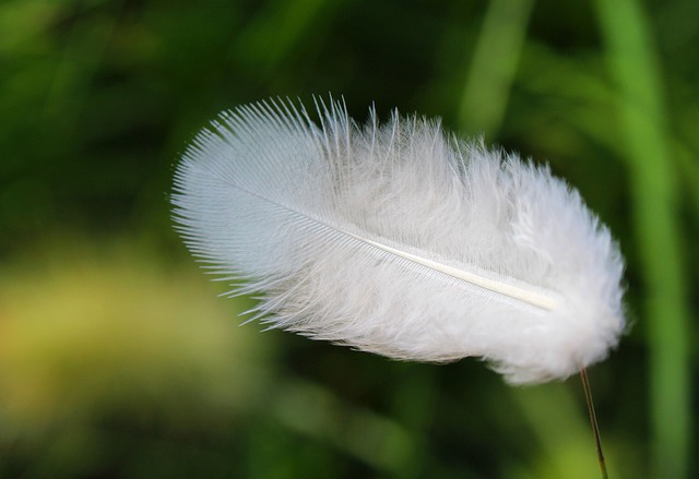 Free download feather plumage delicate pen free picture to be edited with GIMP free online image editor