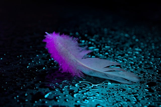 Free download feather wet floor water free picture to be edited with GIMP free online image editor