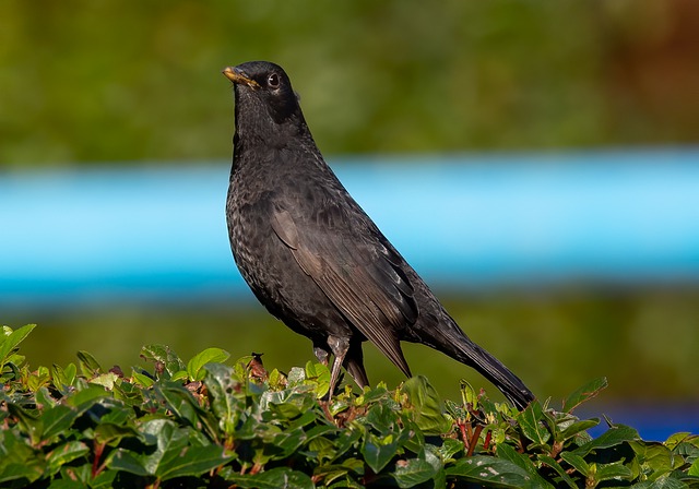 Free download female blackbird blackbird bird free picture to be edited with GIMP free online image editor