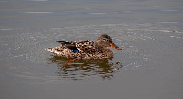 Free download Female Duck Mallard Anas -  free photo or picture to be edited with GIMP online image editor