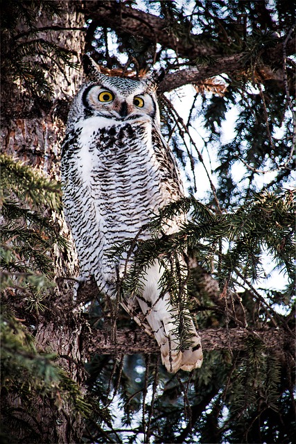 Free download female great horned owl owl raptor free picture to be edited with GIMP free online image editor