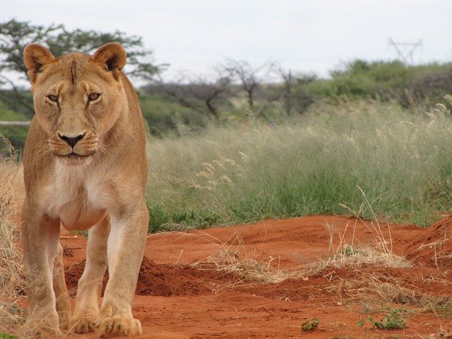 Free download Female Lion Nature -  free photo or picture to be edited with GIMP online image editor