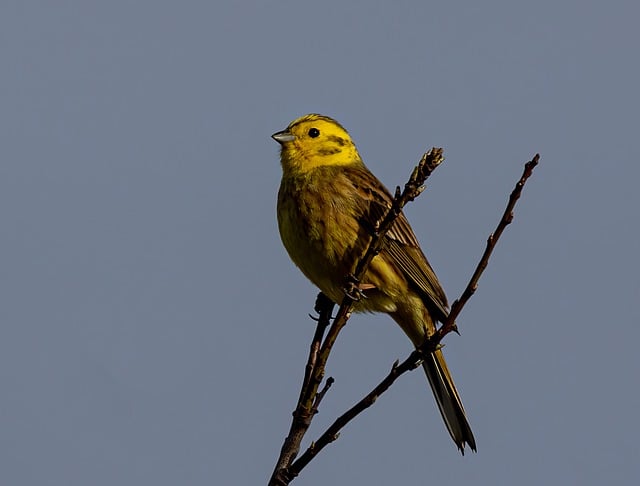 Free download female yellowhammer yellowhamer free picture to be edited with GIMP free online image editor