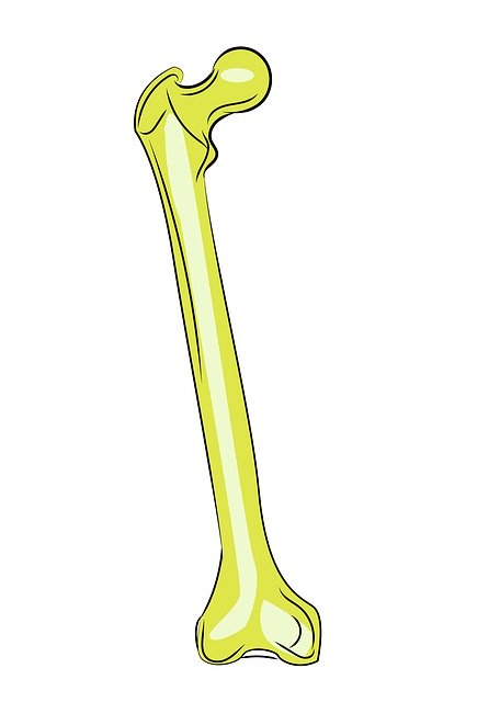 Free download Femur Bones Anatomy -  free illustration to be edited with GIMP free online image editor