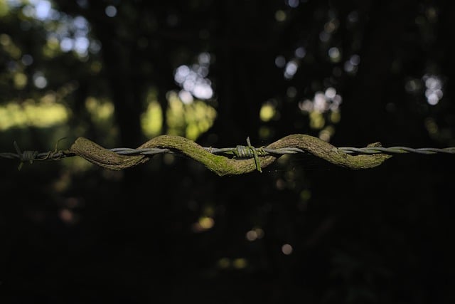 Free download fence barb wire vines growth free picture to be edited with GIMP free online image editor