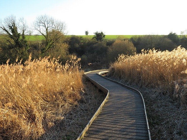 Free download Fen Marsh Reeds -  free photo or picture to be edited with GIMP online image editor