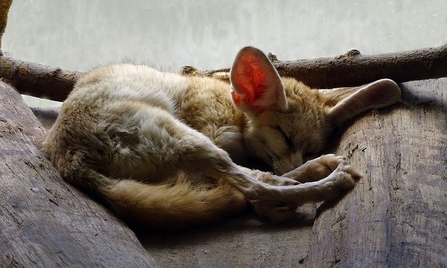 Free download Fennec Nap Animal -  free free photo or picture to be edited with GIMP online image editor